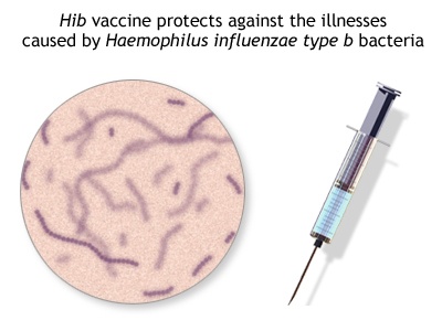 HAEMOPHILIUS TYPE B CONJUGATE VACCINE