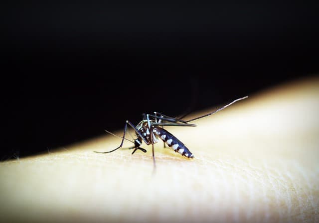 Dengue in Nepal: Causes, Symptoms, Prevention, and Treatment