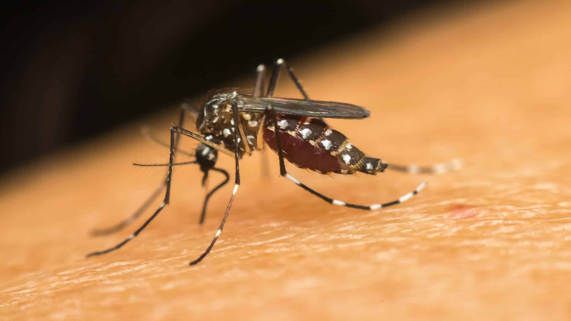 Dengue in Nepal – Causes, Symptoms, Prevention, and Treatment